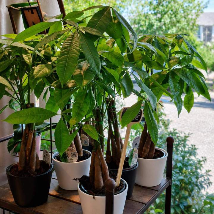 Plantes vertes d'intérieur La Chapelle-sur-Erdre