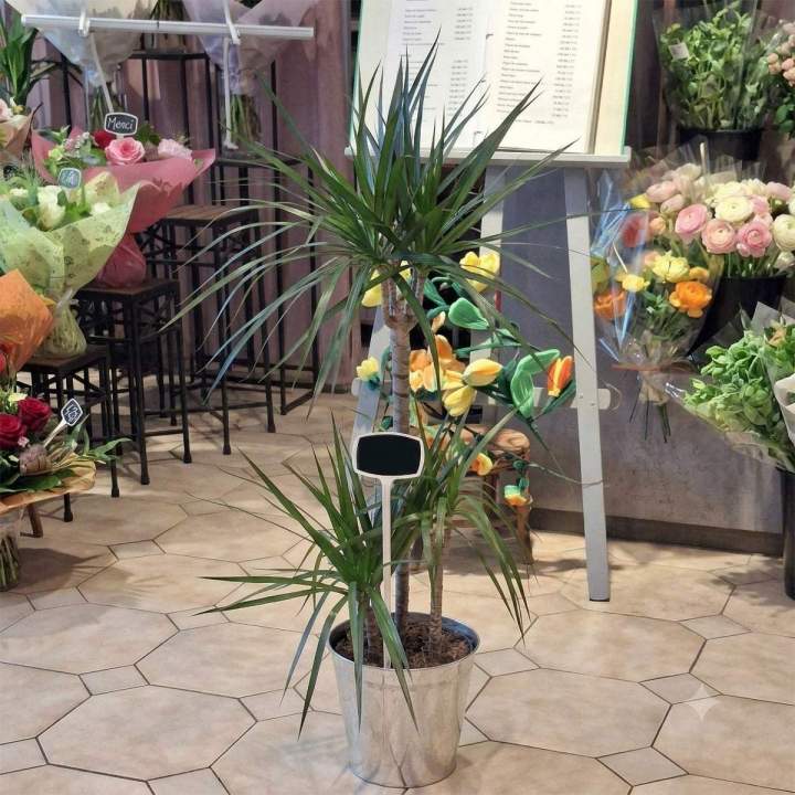 Plantes vertes durables pour intérieur.