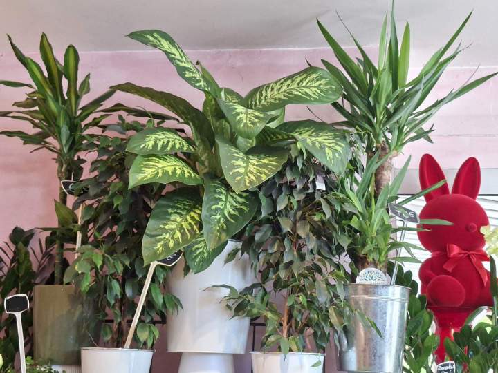 Vente de plantes d'intérieur La Chapelle-sur-Erdre